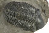 Detailed Reedops Trilobite - Atchana, Morocco #310250-3